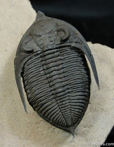 Spectacular Flying Zlichovaspis Trilobite #479